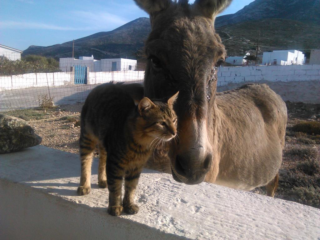 Makares Aparthotel Donoussa Buitenkant foto